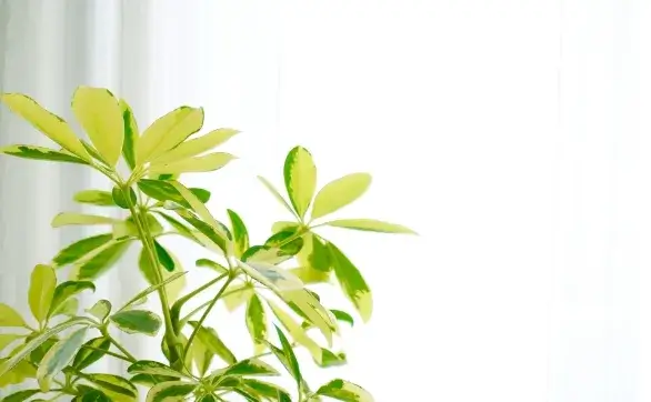 Q. 私の症状は治りますか？